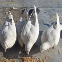 کبوتر معاوضه با عروس هلندی