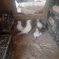 فروش کبوتر