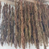 کشمش  شغاری  خراسان طبیعی ارگانیک برای خوردن