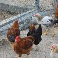 خروس جوان جهت ذبح و قربانی