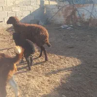 گوسفند بز نر