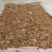 باقالی خشک