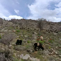 گوسفند