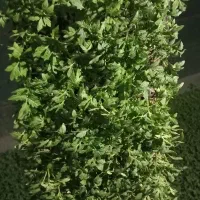 نشاء گوجه بادمجان فلفل بامیه|خدمات باغبانی و درختکاری|مشهد, نوید|دیوار