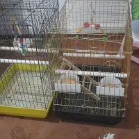 اهن|اسباببازی بچه|فسا, |دیوار