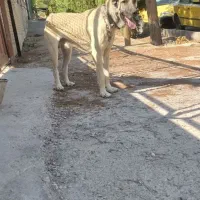 سگ پژدر