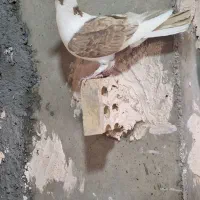 سه تا کفتر نر