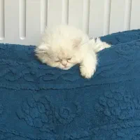 پرشین نر ۳ ماهه ،هیمالین ماده ۶ ماهه