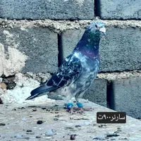 کفترفروشی|پرنده|فردوس (خراسان), |دیوار