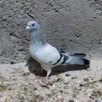 تعداد ۵ عدد کبوتر رنگی پرشی|پرنده|محمدیه-قزوین, |دیوار