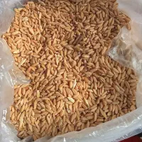 گندم بذری دیم آذر 2 فروش فوری|عمده‌فروشی|کنگاور, |دیوار