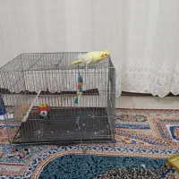 عروس هلندی لوتینو