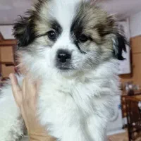 مادر و توله میکس شیتزو فلت و پامر روباهی اصیل|سگ|مشهد, کلاکوب|دیوار