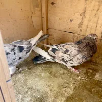 جفت کفتر سرور و کفتر با جوجه