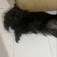 فروش سگ|سگ|قائم‌شهر, |دیوار