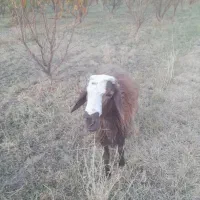 قوچ یا همون ورن