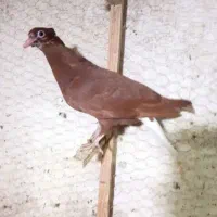 دم سفید جوجه