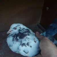 فروش کبوتر هایه پرشی|پرنده|سورک, |دیوار