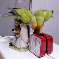 طوطی برزیلی هیبرید|پرنده|ساری, |دیوار