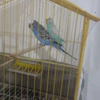 معاوضه مرغ عشق با عروس هلندی