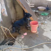 گرگی|سگ|گالیکش, |دیوار