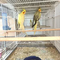 عروس هلندی /مرغ عشق|پرنده|بندرعباس, |دیوار