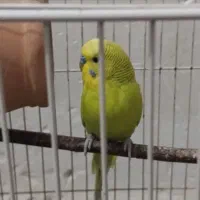 یه جفت مرغ عشق یلم جفت‌گیریشونم دارم