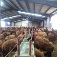 اجاره دامداری با امکانات