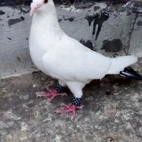 کبوتر دم‌سیاه نر