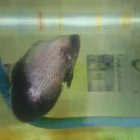 فلاور. اسکار.|ماهی|اردبیل, |دیوار