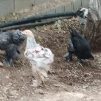 فروش مرغ  برهما،محلی ،گلین ،برهما|حیوانات مزرعه|صدرا-فارس, فاز ۱|دیوار