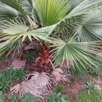 نهال پالم واشنگتن تنه قرمز|گل و گیاه طبیعی|آمل, |دیوار