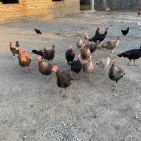 فروش|حیوانات مزرعه|انبارآلوم, |دیوار