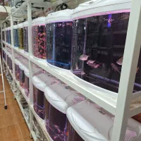 ماهی (آکوریوم Dezfish)