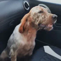 سگ شکاری ستر انگلیس