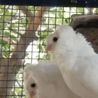 پشدار عکس نمایشی