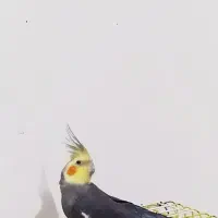 عروس هلندی نر
