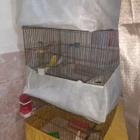 مرغ عشق فنچ