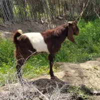 پازن کهره نر چاق