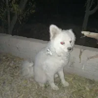 سگ پاکوتاه حرف گوش جا گذاشتم|سگ|رباطکریم, رباطکریم|دیوار