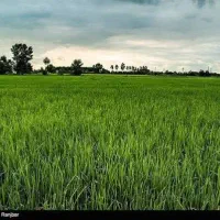 زمین مرغوب دارای آب/دو هکتار