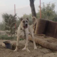 سگ سرابی|سگ|گلپایگان, |دیوار