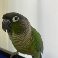طوطی گرینچیک