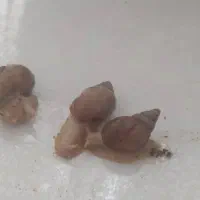 حلزون|خزنده|کرج, عظیمیه|دیوار