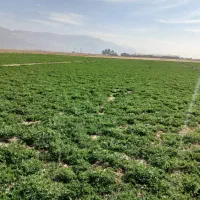 اجاره زمین کشاورزی