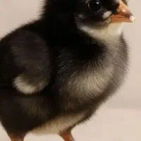 جوجه مرغ لاری و جوجه خانگی  رنگی