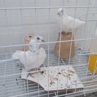 جفت کبوتر شیخ باجفت کن