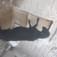 سلام یک قوچ مو سیم اصیل