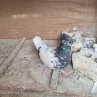 6عدد صید و کفتر بوم|پرنده|مشهد, کارمندان دوم|دیوار