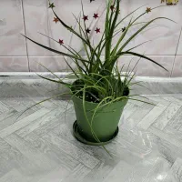 گل طبیعی ، آناناسی